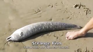 Strange creatures found on beach after Japanese Tsunami