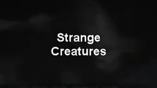 Strange Creatures