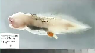 Peces raros