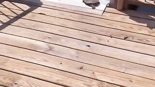 This-turtle-just-broke-the-laws-of-physics-Einstein