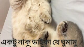 বিড়ালের নেকামি
