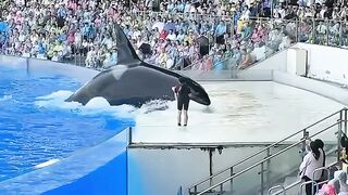 Dolphins are intelligent,