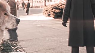 Hachi a brave dog waiting for 10 years