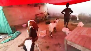 Online videos 5