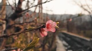 Village beauty 7