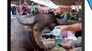 sapi mewing