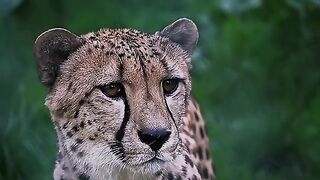 Safari Moments