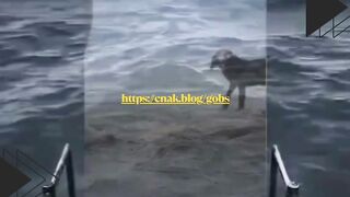 ???? Niat hati bikin video estetik di pantai... eh, malah diganggu si anjing iseng! ????