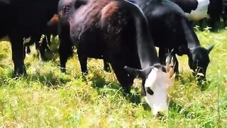 Cow Grazing