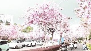 Japan’s Magical Cherry Blossom Season!