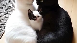 Cats and loves