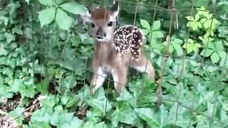So cute baby deer