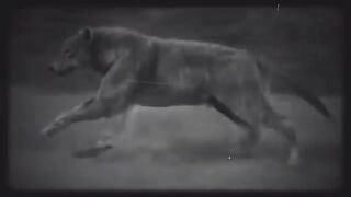 13000 year old animal is back by dhruv rathee