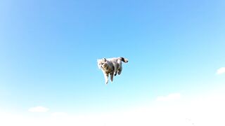 cat fly