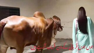 Joun Joun Qjurbni Ke Din۔#foryou World in focus #SyedAli @sarifali1 #febspot۔com