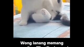 Funny cat 323