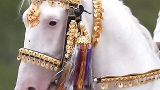 Horse Lover