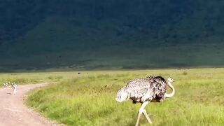 Ostriches the biggest birds in the world
