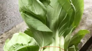 Sweet mustard greens