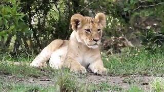 Baby Animals 2