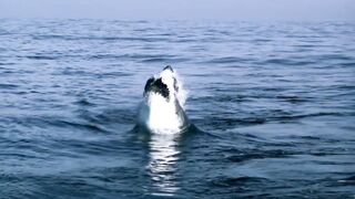 Great White Shark in Air