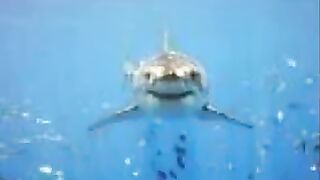 Great white shark
