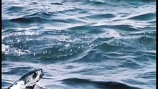 GREAT WHITE SHARK JUMPS 25 FEET OVER THE SEA
