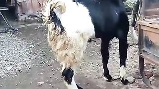 Kambing 4