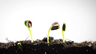 SPROUT