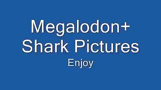Megalodon And Sharks