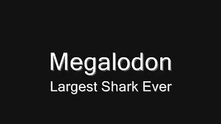 Megalodon Tribute