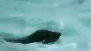 Orca attack on Great White.flv