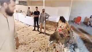 Kamal attack of man