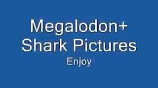 Sharks and Megalodon