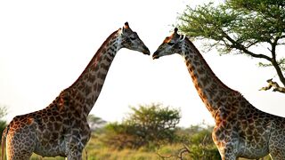 I love you, giraffe