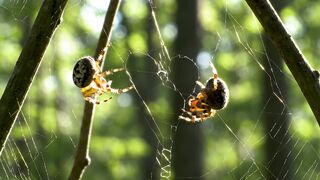 I love you, spider