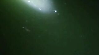 Larva lele umur 6 hari masih makan casut terlihat GEMOY bulet