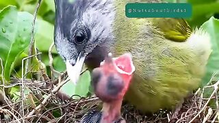 Mothers love under the heavy rain nature birds 2025