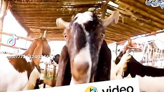Videos 52