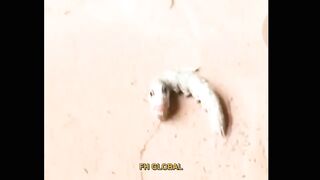 very small things i don't kno what is it