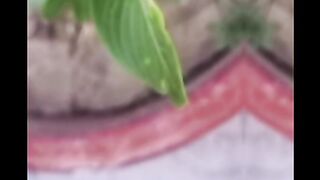 Beautiful plant video