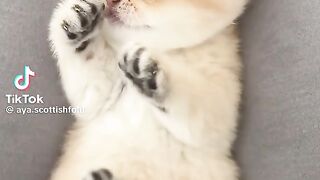 kitten 7