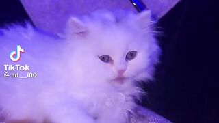 beautiful cat 9