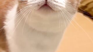 cat sound