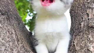 cat with sound