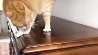 cat video2025