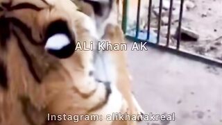 tiger vs dog