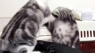 cat fighting 2