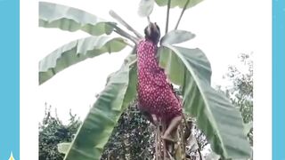 baru kali ini lihat ada yang manjat pohon pisang sampai atas