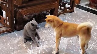 cat  fighting